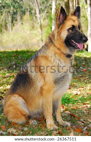 German shepherd police dog on alert