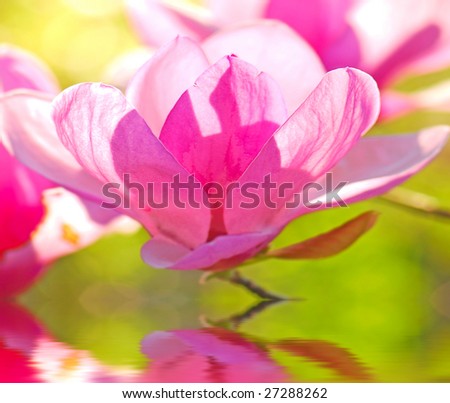 japanese magnolia tree pictures. stock photo : backlit delicate blossom of japanese magnolia tree