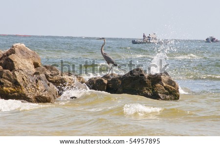ORANGE BEACH, AL - JUNE 10: A blue heron perches on boulders bespeckled with oil droplets at Perdido Pass, AL on June 10, 2010 as the BP oil slick moves ashore.
