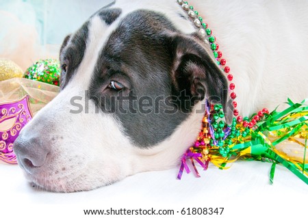Dog Sick after too much partying