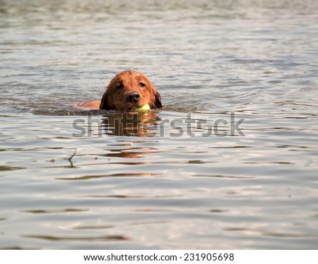 Golden retriever canine dog swimming in water of a lake with fetched ball in mouth