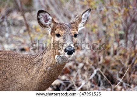Wild female whitetail deer, Odocoileus virginianus, doe facing right and listening with ears raised in autumn