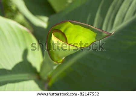 leaf swirl