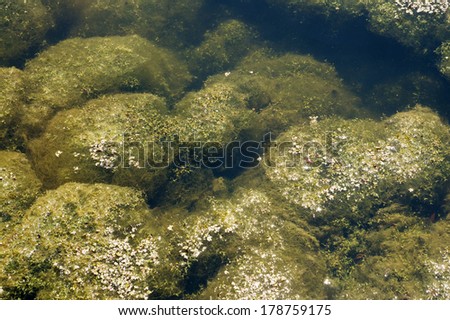 Algae under water closeup