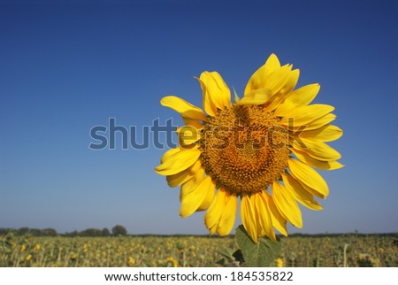 Sunflower on a background of the sky.