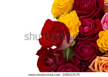 Multicolored roses. Background of flowers buds. Clipping path.