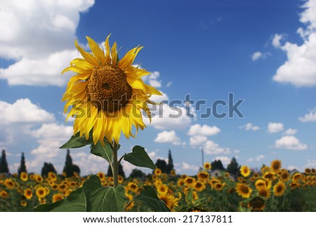 Sunflower on a background of the sky.