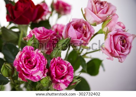 Red and pink roses. Background of flowers buds.