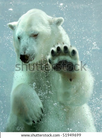 Polar bear underwater