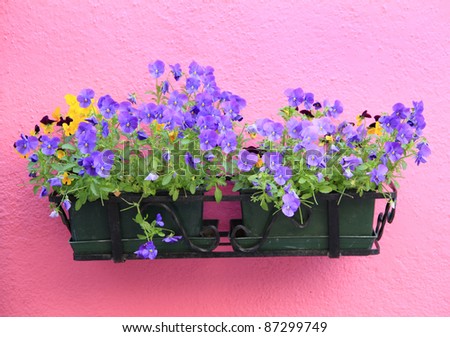 Flowers in Burano, Italy
