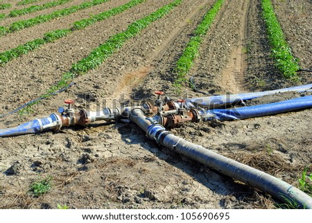 water pipes used for watering tomatoes rows in a field