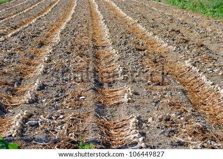 organic garlic drying at the sun over the soil