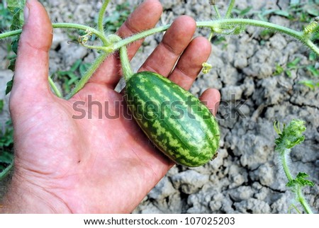 man hand with an organic water melon in the garden