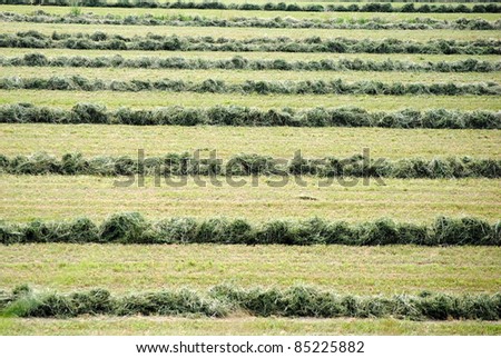 green background of farmland field with cut grass