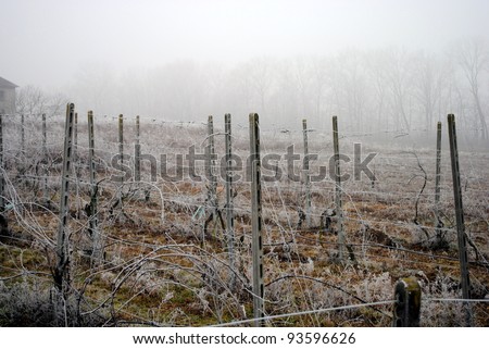 frozen vineyard in a foggy winter day