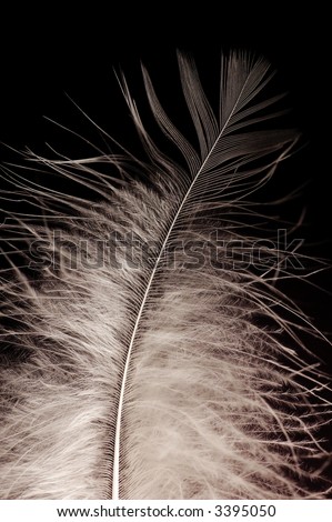 single feather