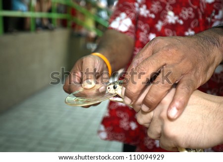Thailand, Chiang Mai, a big King Cobra (Naja naja), very poisonous snake, is forced to bite a glass and its poison is visible