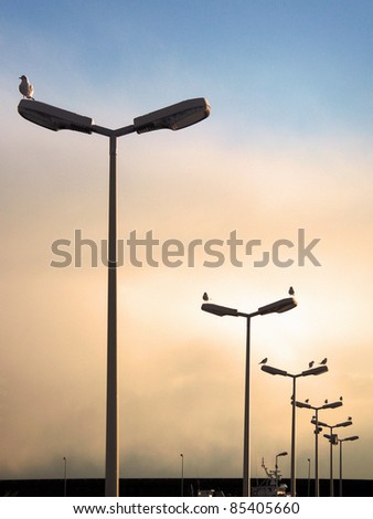 Numerical series of gulls on the poles of the light