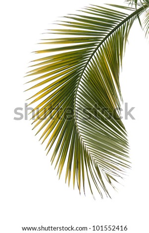 Leaf of palm tree isolated on the white background