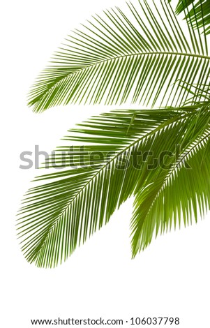 Leaves of palm tree  isolated on white background