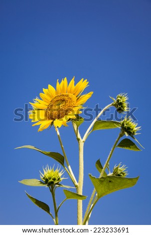 sunflower and buds isolated on the blue sky background