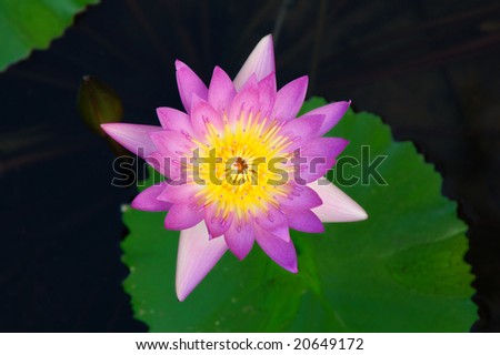 Beautiful waterlily floating in a pond,view from top.