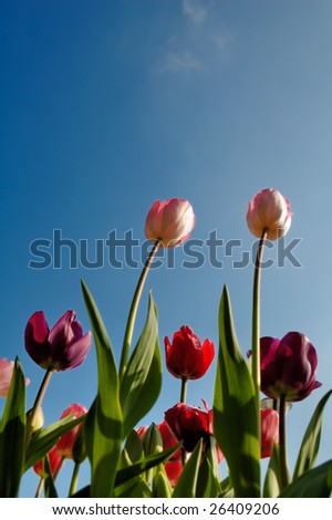 Bright reddish pink tulips against a blue summer sky.