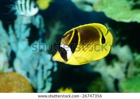 Underwater view for a butterfly fish