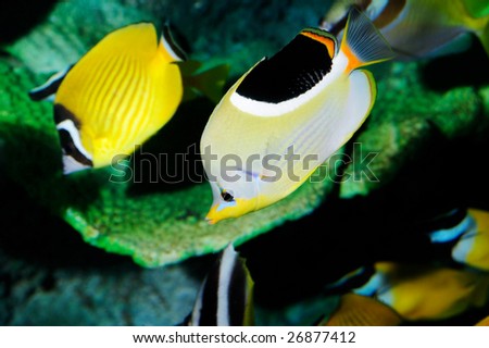 Two butterfly fishes swimming in a aquarium