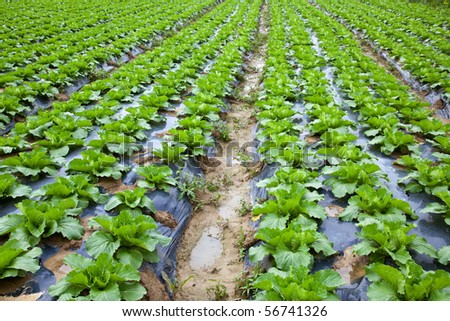 Chinese mustard with plastic film protected in land,The plastic film used vegetable insulation and prevent soil erosion