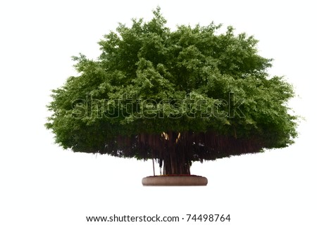 Banyan Tree Vector