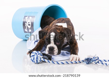 Boxer dog inside a bucket