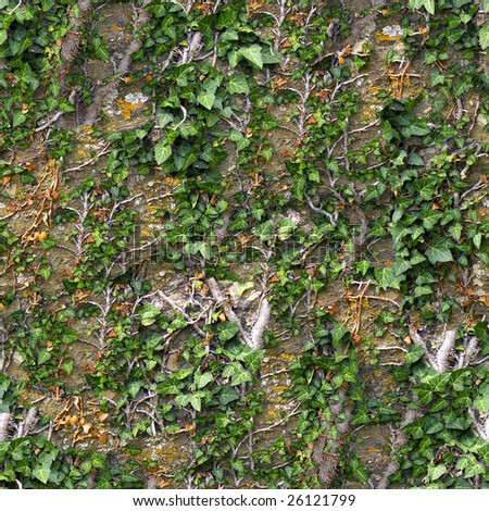 Ivy seamless background. (See more seamless backgrounds in my portfolio).