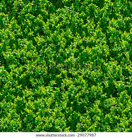 Green bush seamless background. (See more seamless backgrounds in my portfolio).