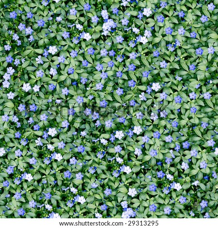 Blue flowers seamless background. (See more seamless backgrounds in my portfolio).