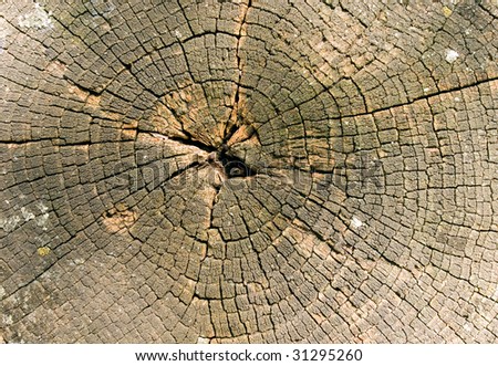 Wood circle closeup background (saw cut).