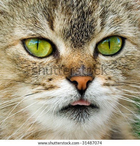 Cat closeup portrait with one\'s tongue hanging out.