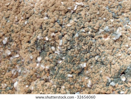 Mold texture background.