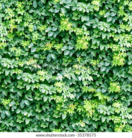 Ivy pattern seamless background. (See more seamless backgrounds in my portfolio).