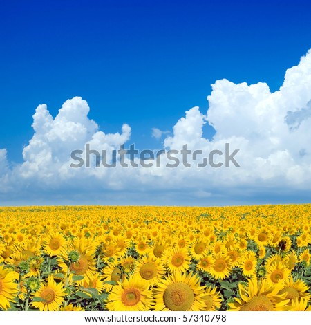 Green sunflowers field and white clouds on blue sky.