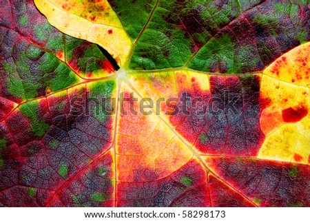 Autumnal vine leaf colorful closeup background.
