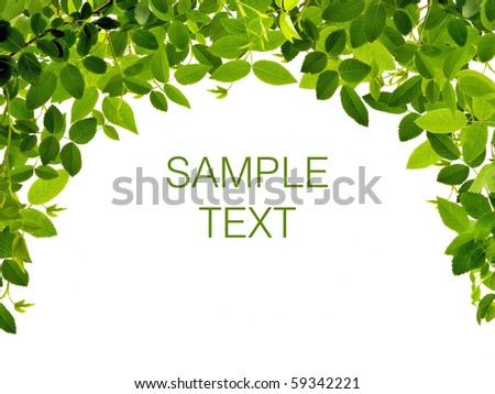 Frame from green leafs isolated on white background with space for text.