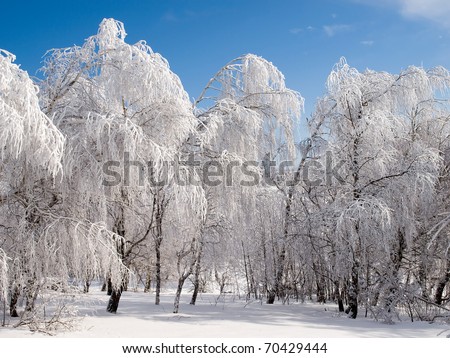WhiteBlood Border Stock-photo-snowy-landscape-with-white-trees-70429444