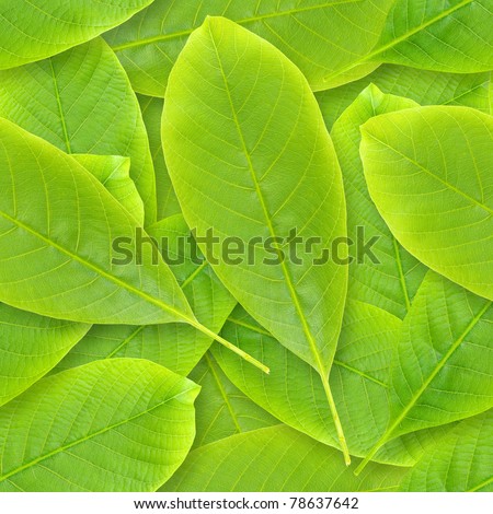 Nutwood leafs seamless background - background for continuous replicate. See more seamless backgrounds in my portfolio.