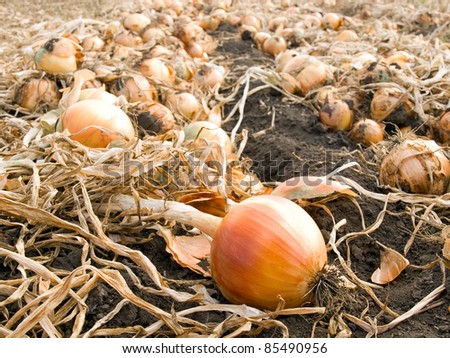 Ripe onion on field.