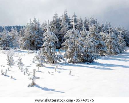 Wintry landscape with snow-covered pine trees.
