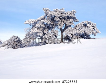 Wintry landscape with snowy trees.