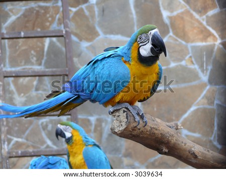 birds; animals; tropical; feathers; macaws; yellow; climate