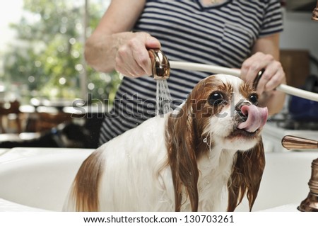 Washing The Dog In The Sink