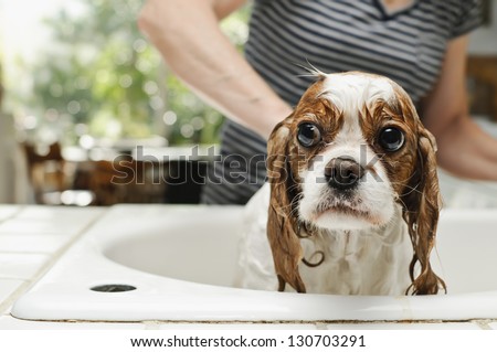 Washing The Dog In The Sink